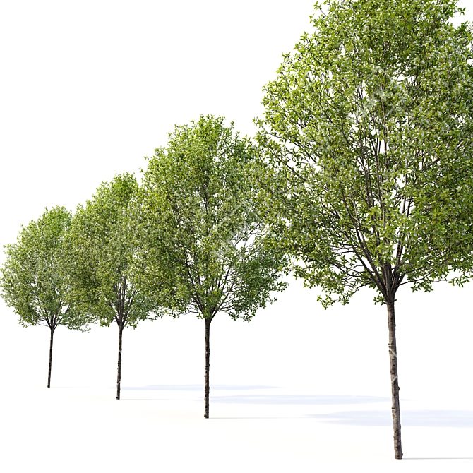  Blossoming Callery Pear Trees x2 3D model image 3