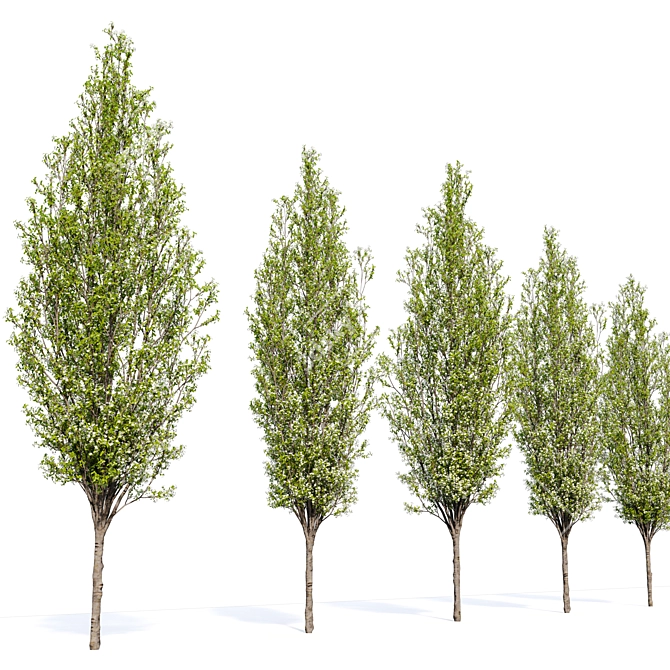  Blossoming Callery Pear Trees x2 3D model image 4