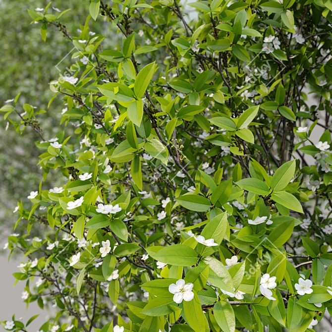  Blossoming Callery Pear Trees x2 3D model image 5