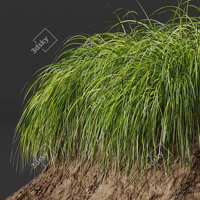 Golden Sedge 3D Plant Model 3D model image 3