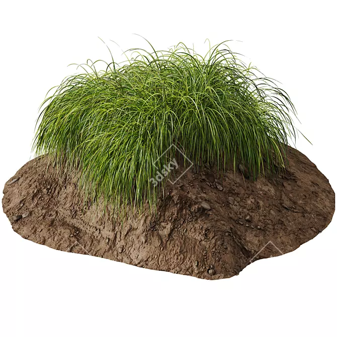 Golden Sedge 3D Plant Model 3D model image 4