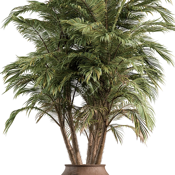 Tropical Palm Tree Outdoor Plant 3D model image 2