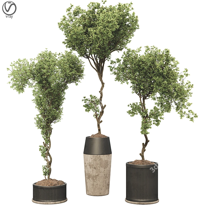 Bonsai Olive Tree Collection 97 3D model image 1