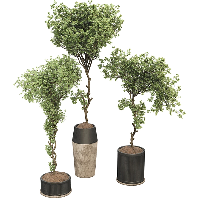 Bonsai Olive Tree Collection 97 3D model image 2