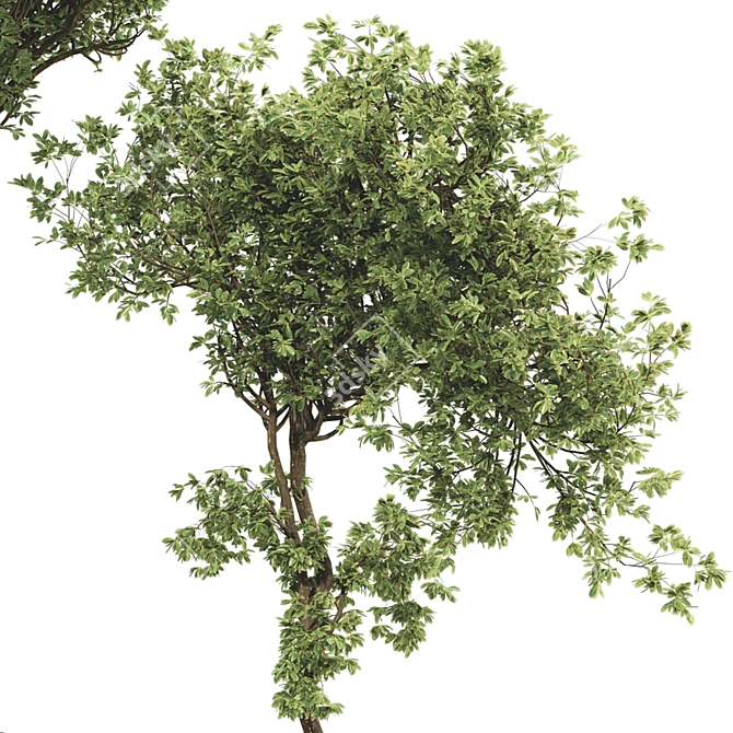 Bonsai Olive Tree Collection 97 3D model image 4