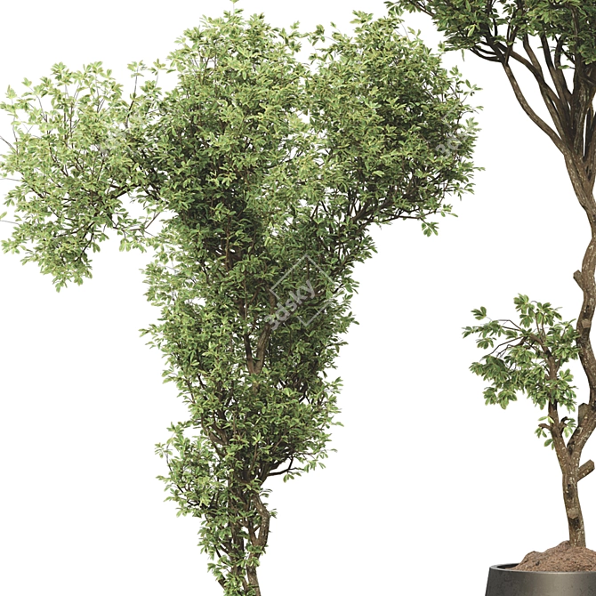 Bonsai Olive Tree Collection 97 3D model image 5