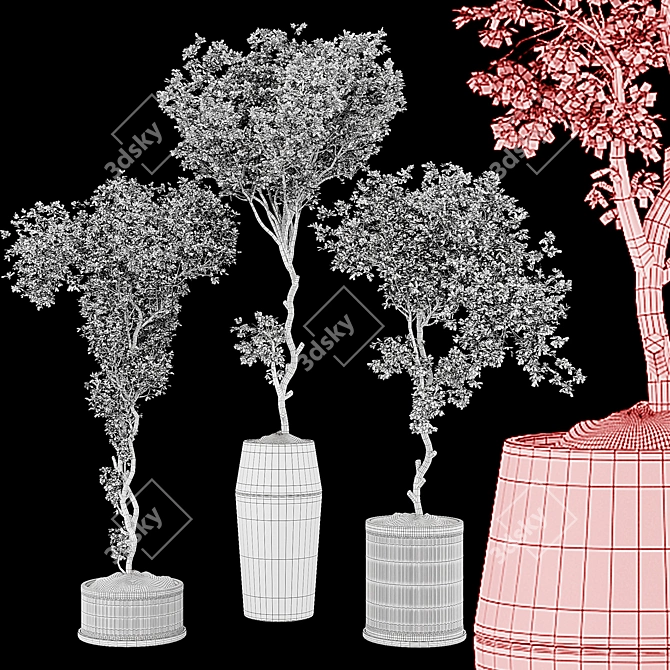 Bonsai Olive Tree Collection 97 3D model image 7