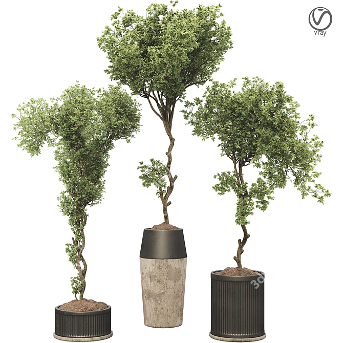 Bonsai Olive Tree Collection 97 3D model image 8