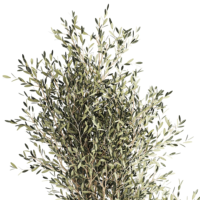 Stylish Decorative Olive Tree 3D model image 3