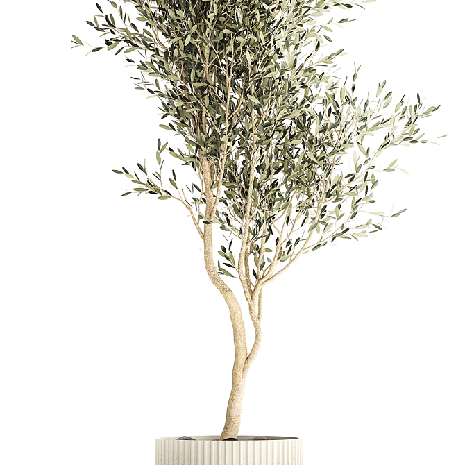 Stylish Decorative Olive Tree 3D model image 4