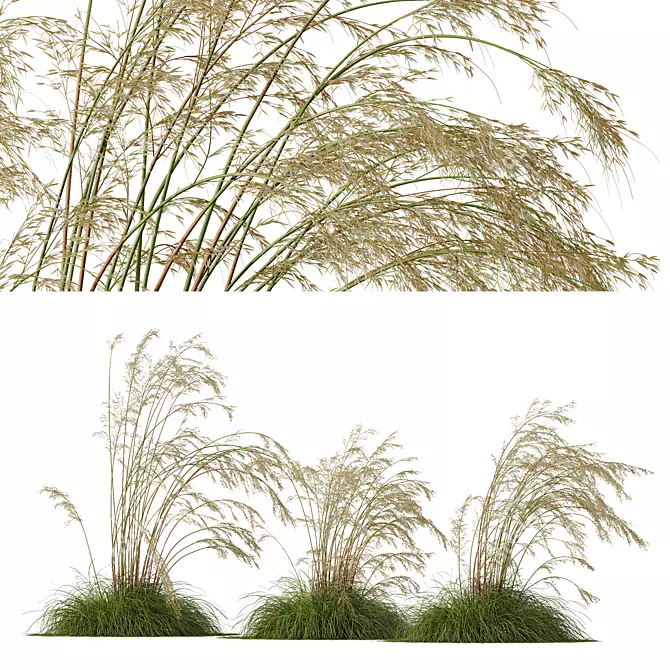 Iberian Giant Feather Grass Model 3D model image 1