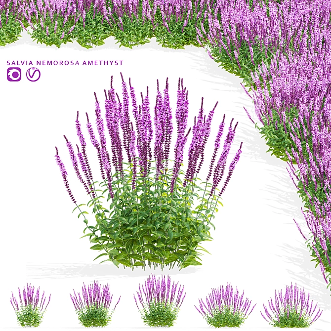 Amethyst Salvia Collection | 3D Model 3D model image 1