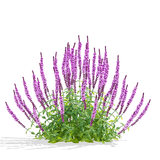 Amethyst Salvia Collection | 3D Model 3D model image 4