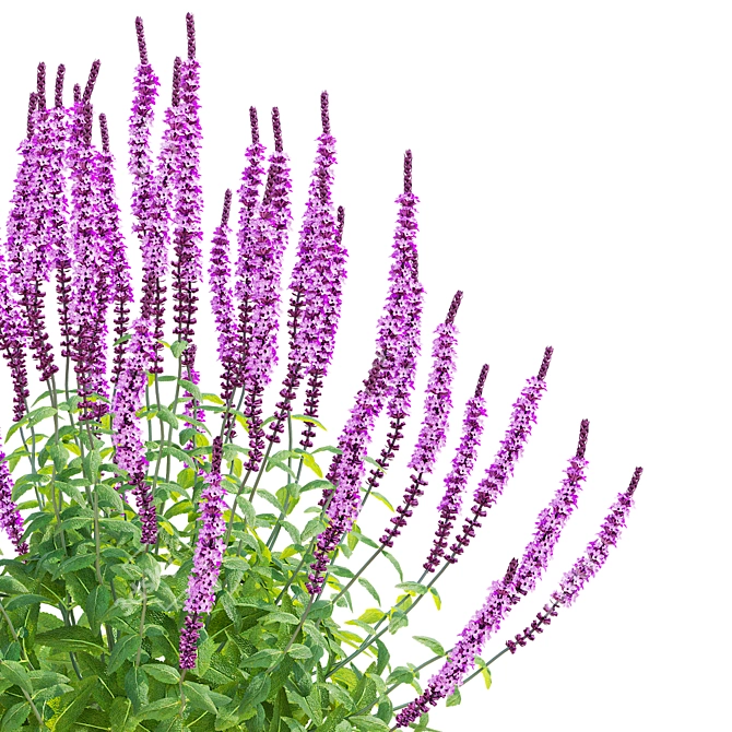 Amethyst Salvia Collection | 3D Model 3D model image 5