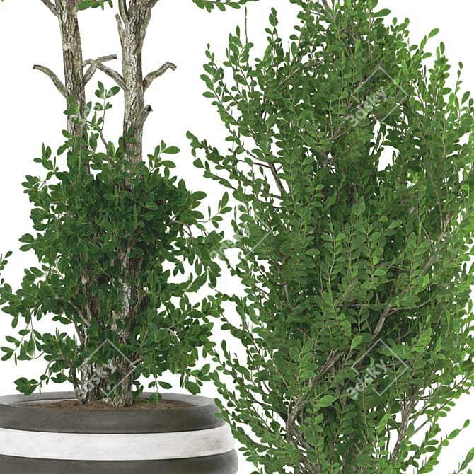 Artificial Bonsai Olive Tree Pot 3D model image 2