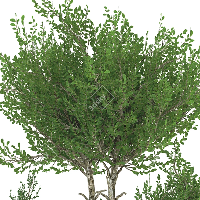 Artificial Bonsai Olive Tree Pot 3D model image 3