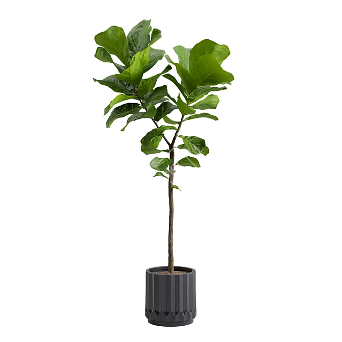 Ficus Lyrata: Large Leaf Plant 3D model image 1