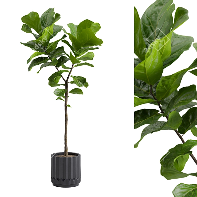 Ficus Lyrata: Large Leaf Plant 3D model image 2