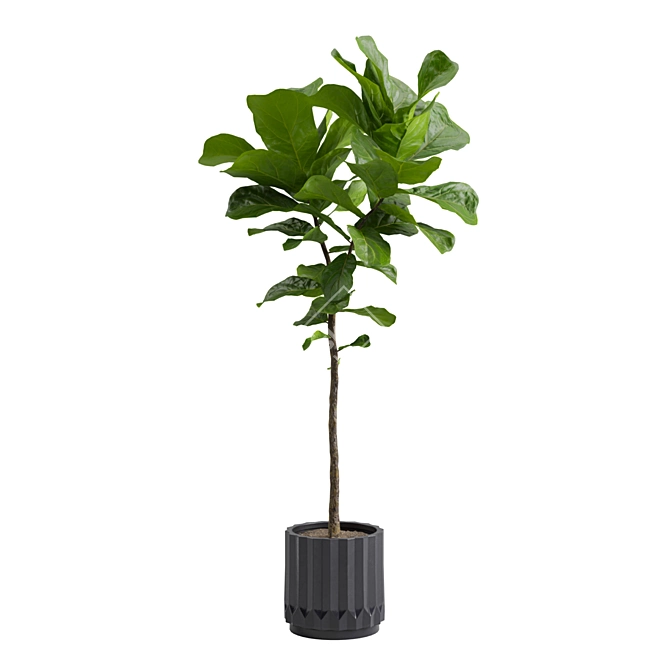 Ficus Lyrata: Large Leaf Plant 3D model image 4