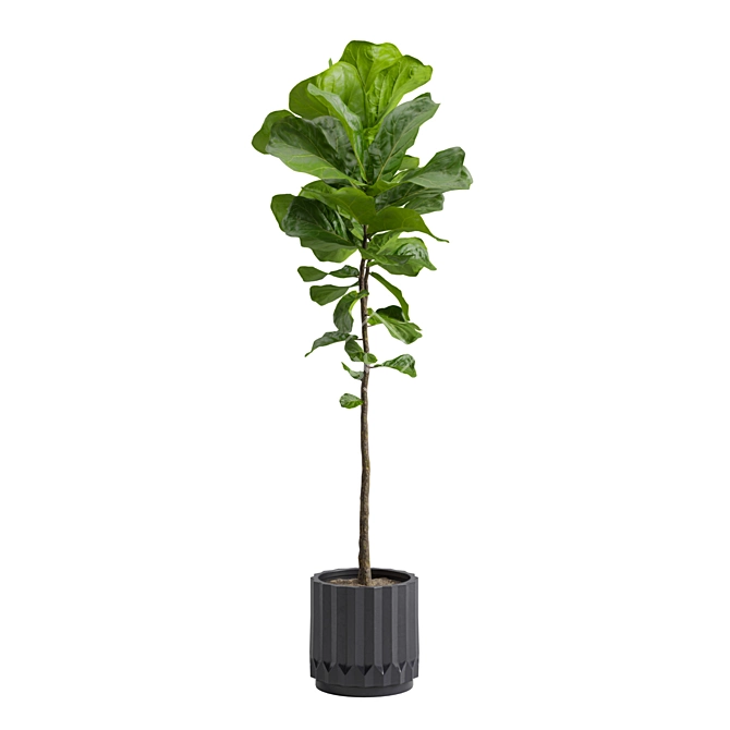 Ficus Lyrata: Large Leaf Plant 3D model image 6