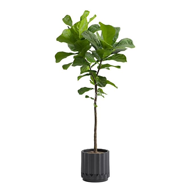 Ficus Lyrata: Large Leaf Plant 3D model image 7