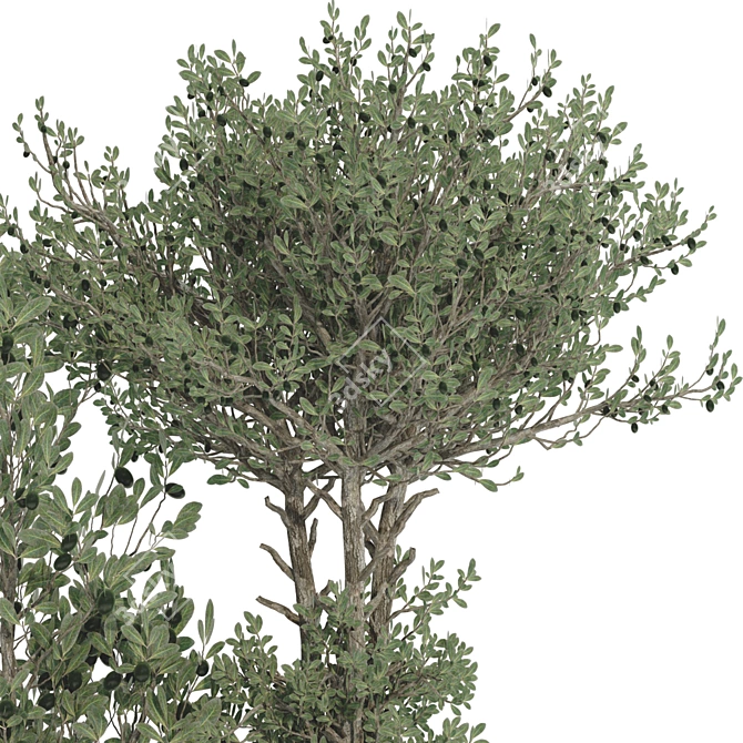 Decorative Olive Tree 3D Model 3D model image 3