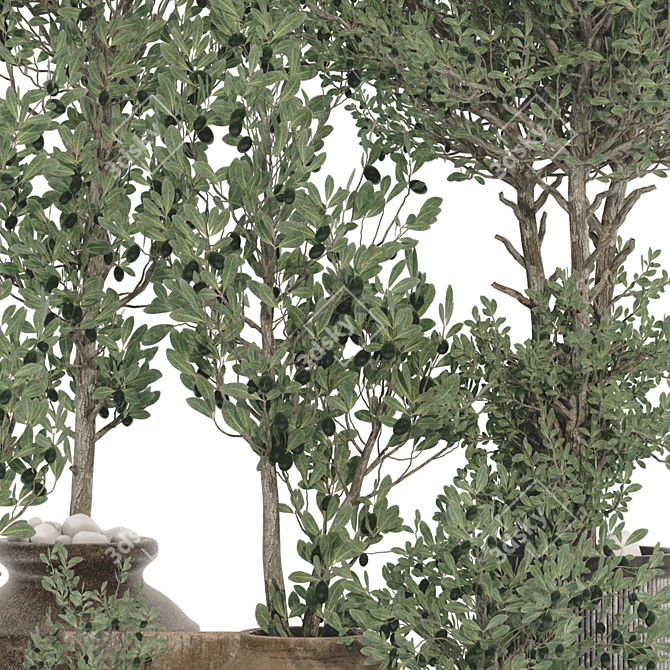 Decorative Olive Tree 3D Model 3D model image 4