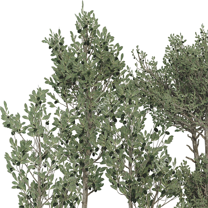 Decorative Olive Tree 3D Model 3D model image 5