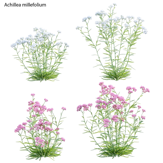 3D Yarrow Plant Models Set 3D model image 1