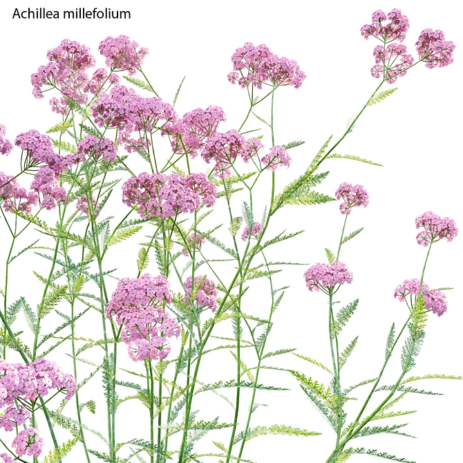 3D Yarrow Plant Models Set 3D model image 2