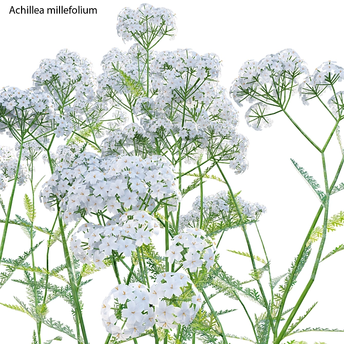 3D Yarrow Plant Models Set 3D model image 3