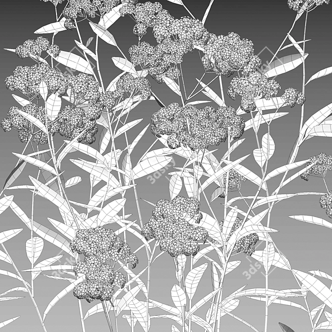 3D Yarrow Plant Models Set 3D model image 5