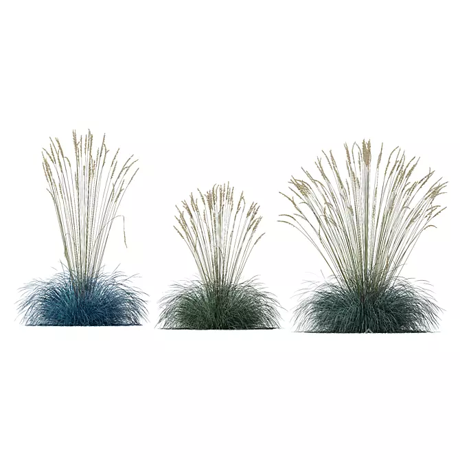 Silver Blue Ornamental Grass Set 3D model image 2