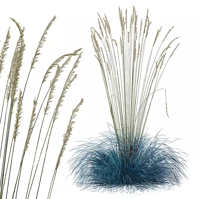 Silver Blue Ornamental Grass Set 3D model image 3