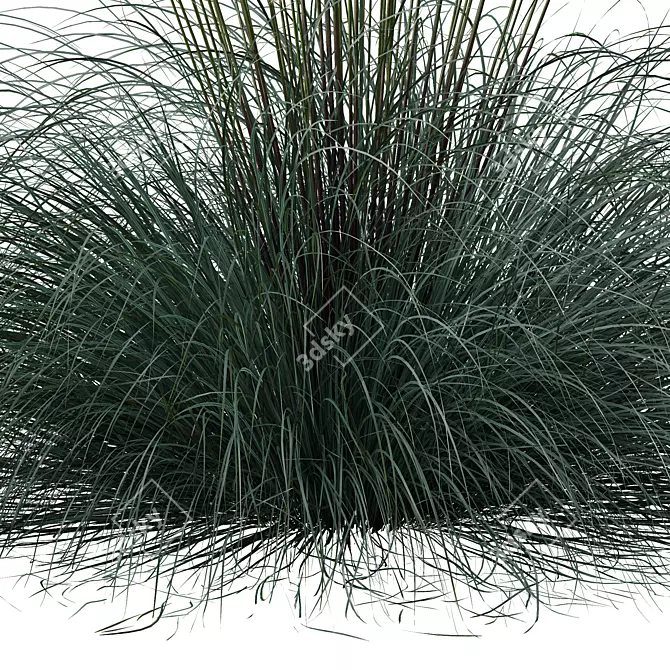 Silver Blue Ornamental Grass Set 3D model image 4