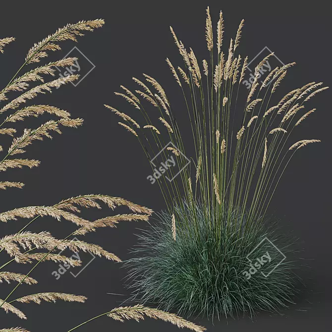 Silver Blue Ornamental Grass 3D Model 3D model image 3