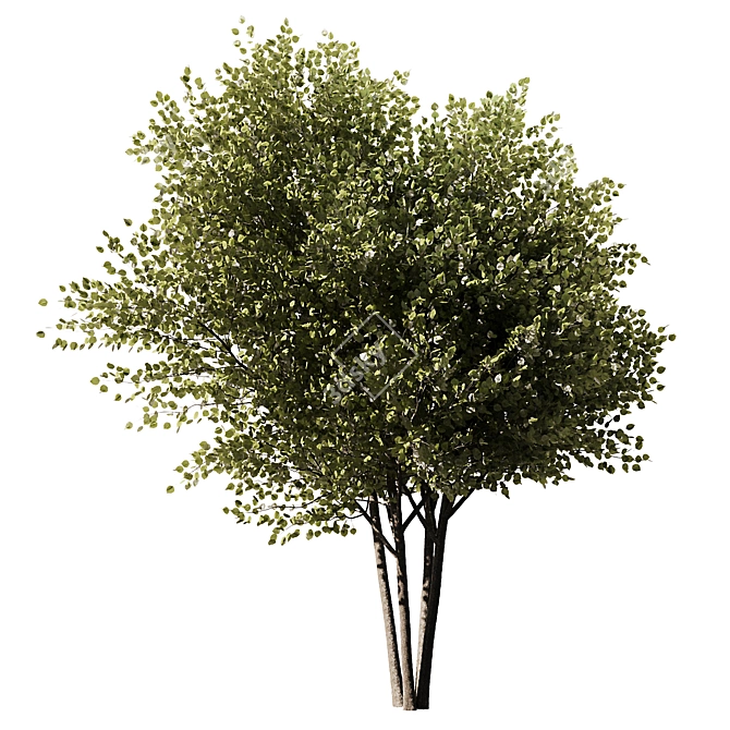 Modern 3D Brich Tree Model 3D model image 1