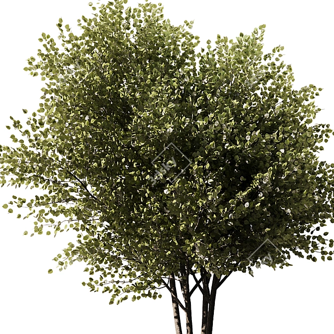 Modern 3D Brich Tree Model 3D model image 2