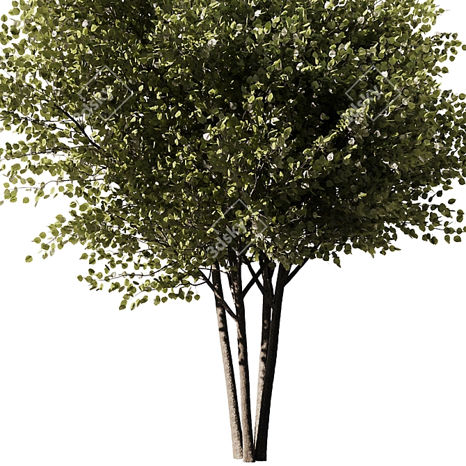 Modern 3D Brich Tree Model 3D model image 3