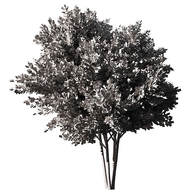 Modern 3D Brich Tree Model 3D model image 4