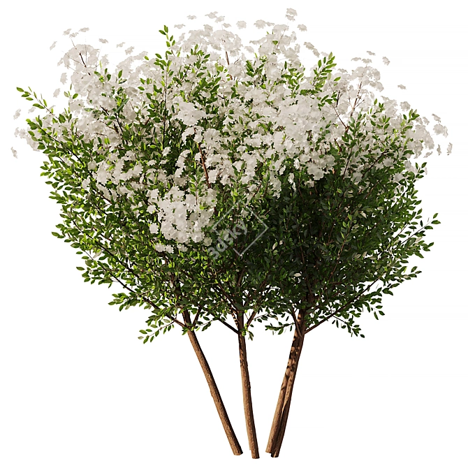 Spring Tree SetV2: 3D Model 3D model image 1