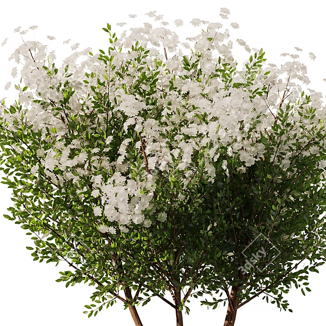 Spring Tree SetV2: 3D Model 3D model image 2