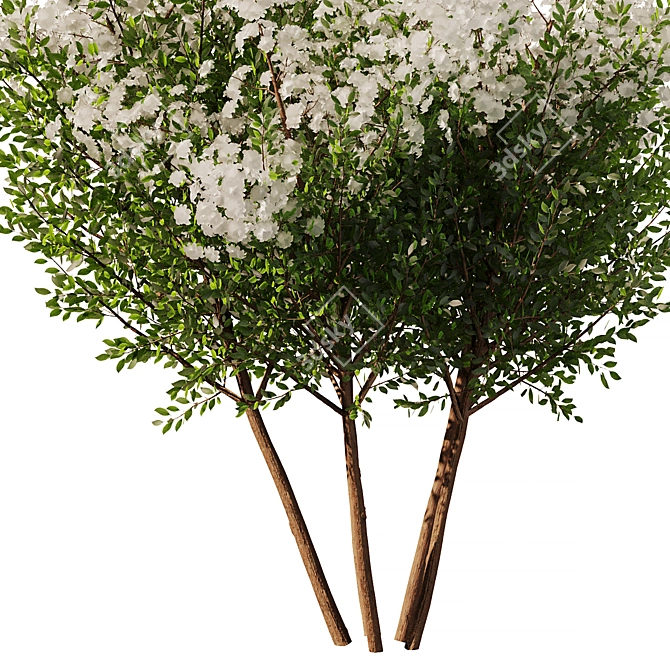 Spring Tree SetV2: 3D Model 3D model image 3