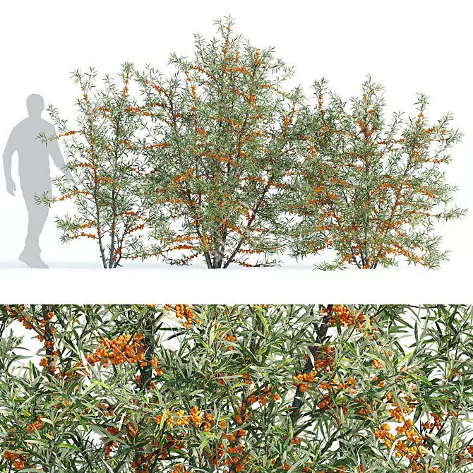 Sea Buckthorn Bush Set 3 3D model image 1