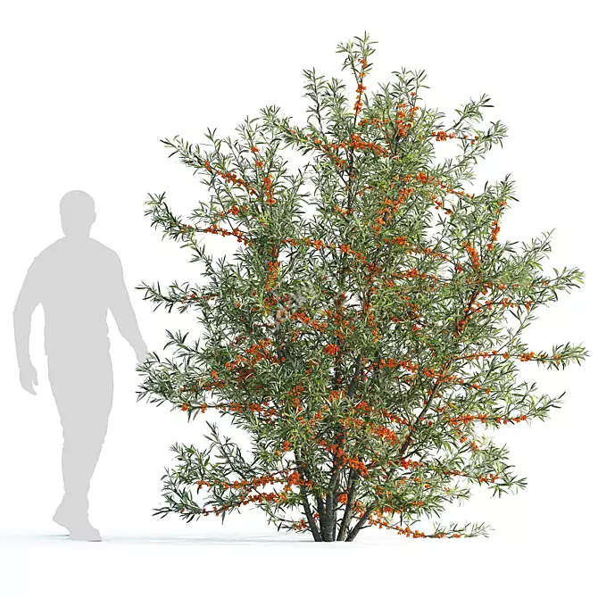 Sea Buckthorn Bush Set 3 3D model image 2