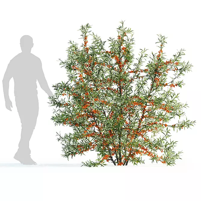 Sea Buckthorn Bush Set 3 3D model image 3