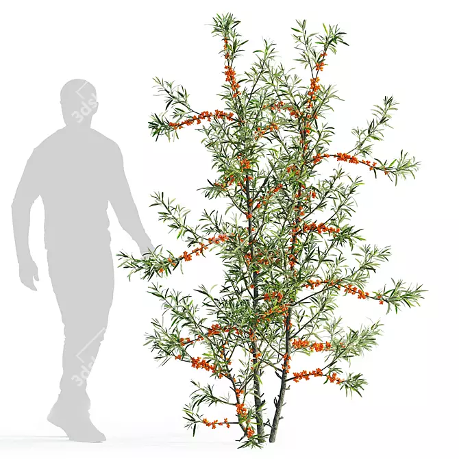 Sea Buckthorn Bush Set 3 3D model image 4