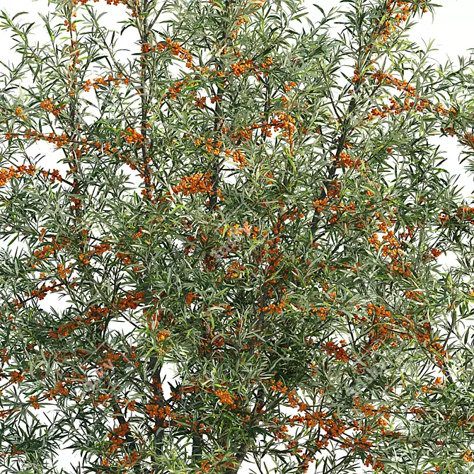 Sea Buckthorn Bush Set 3 3D model image 5