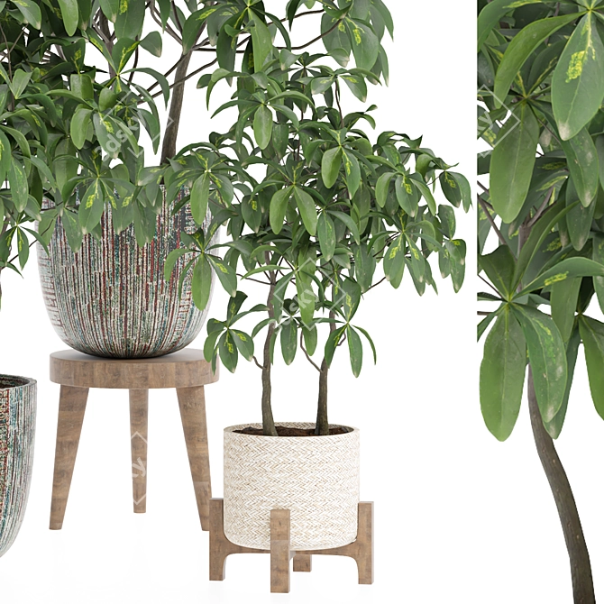 Modern Indoor Plant 3D Model 3D model image 2