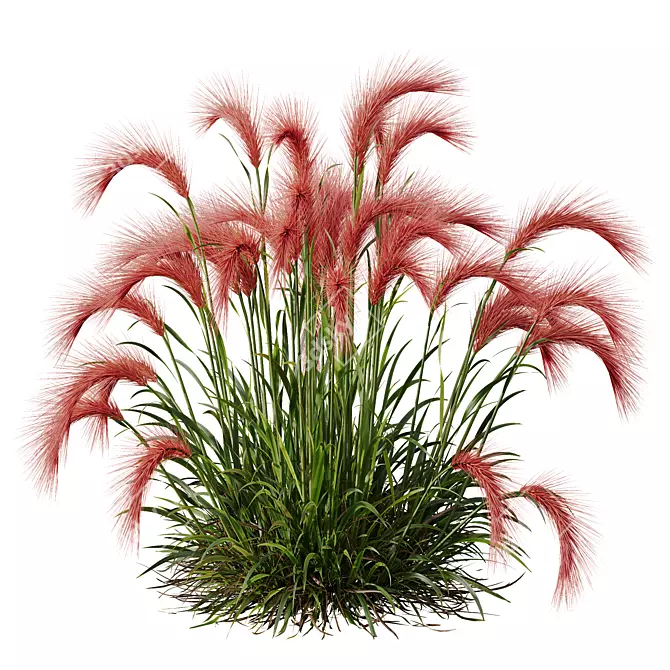 Foxtail Barley Ornamental Grass Bundle 3D model image 2